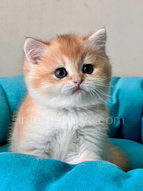 ny 11 british shorthair