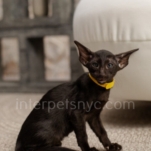 oriental shorthair