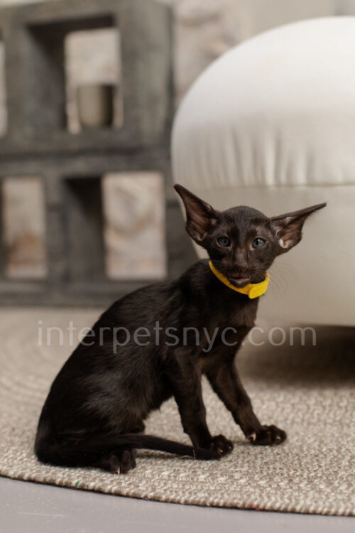 oriental shorthair