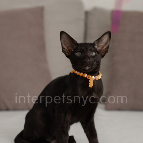 oriental kitten