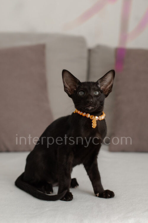 oriental kitten