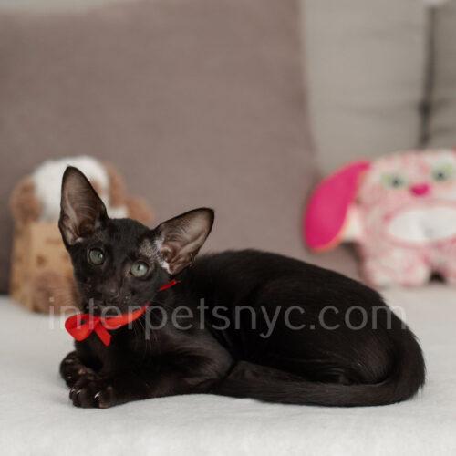 black oriental kitten