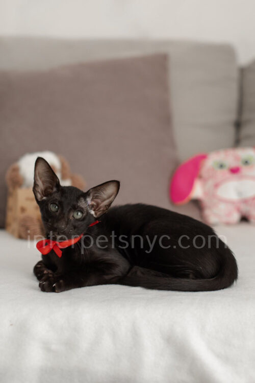black oriental kitten
