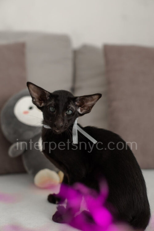 black oriental male kitten