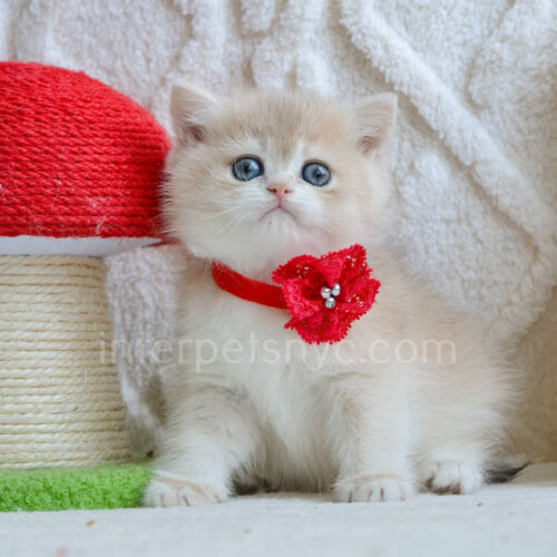 british shorthair kitten ay12 color