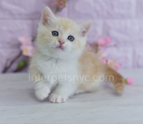 munchkin kitten for sale