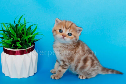 british shorthair