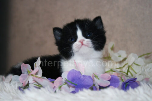british shorthair bicolor