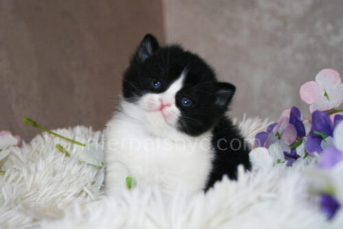 british shorthair bicolor