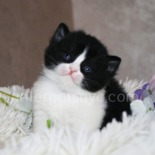british shorthair bicolor