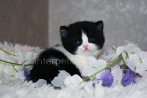 british shorthair kitten nyc