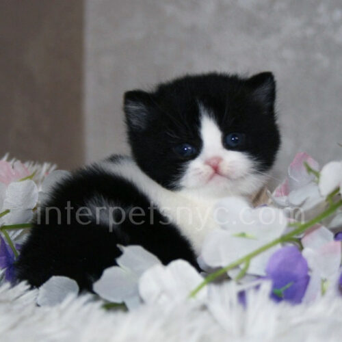 british shorthair kitten nyc