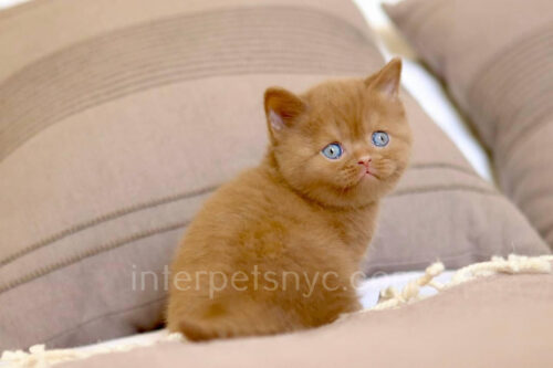 british shorthair