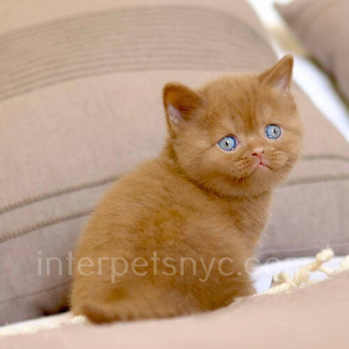 british shorthair