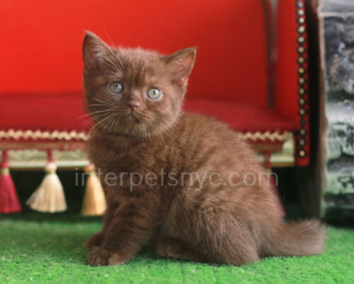 cinnamon british shorthair