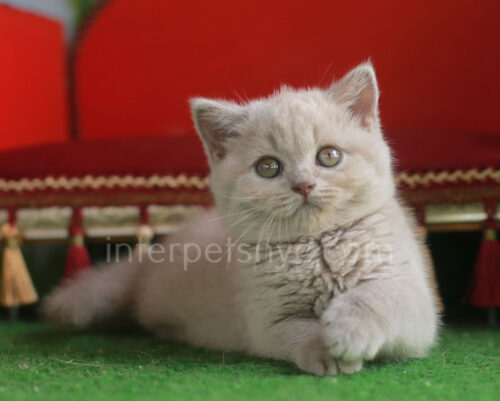 fawn british shorthair kitten