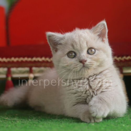 fawn british shorthair kitten