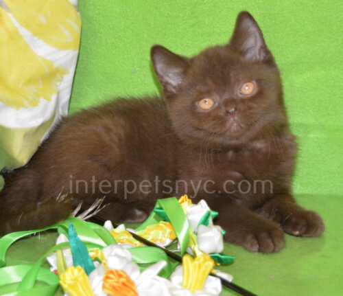 chocolate cat