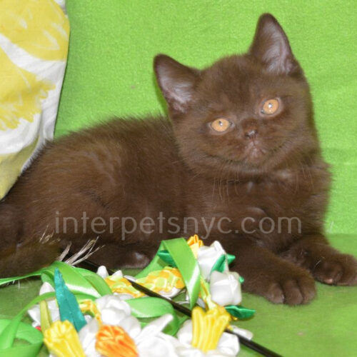 chocolate cat