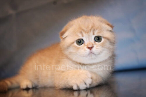 scottish fold