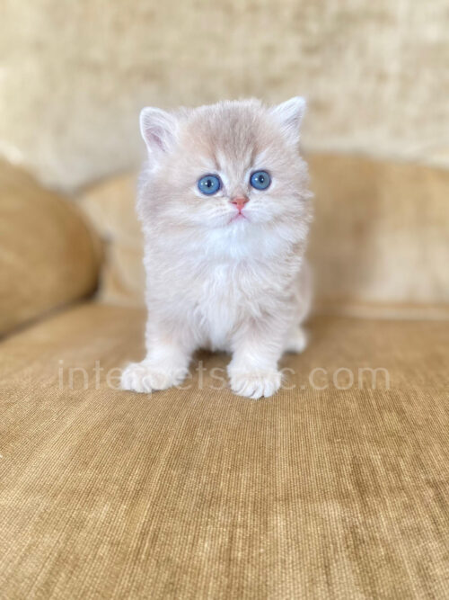 british shorthair