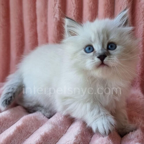 siberian kitten