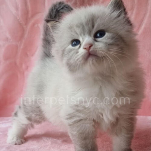 siberian kitten price