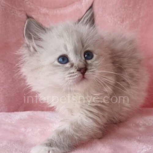 female siberian kitten