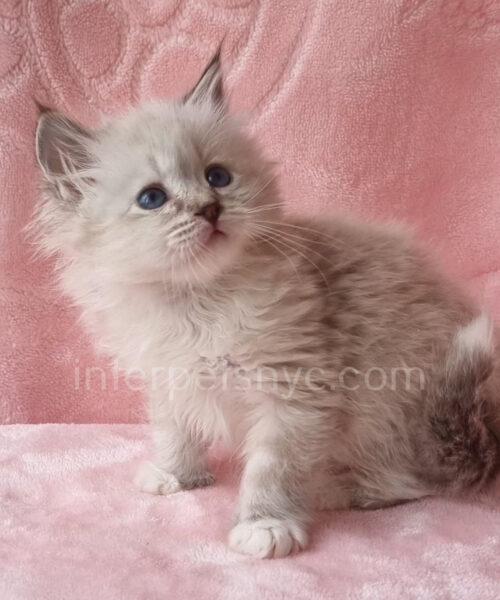 female siberian kitten