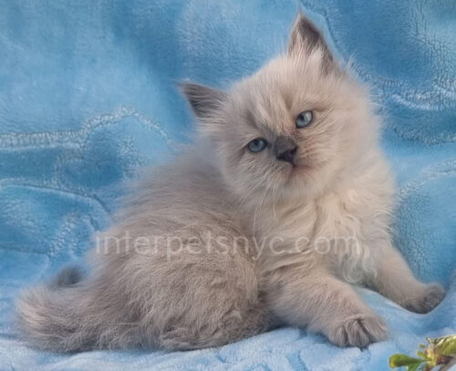 siberian kitten picture