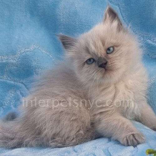 siberian kitten picture