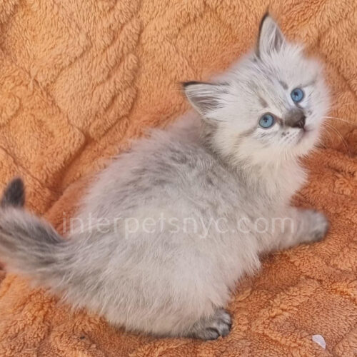 siberian kitten