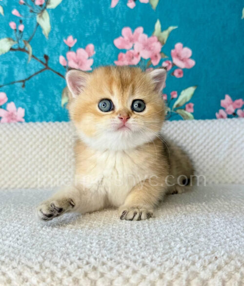british shorthair kitten