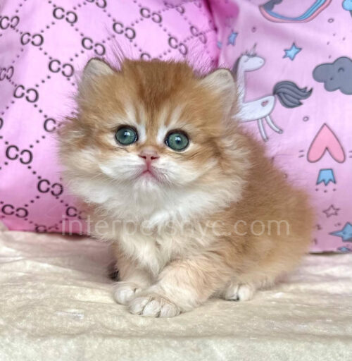 british longhair female