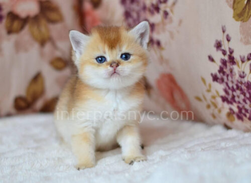 male british shorthair kitten