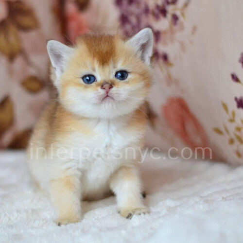 male british shorthair kitten