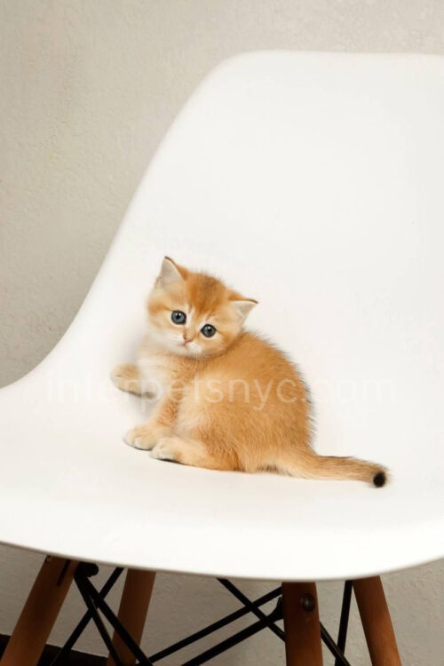 british shorthair