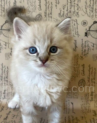 ragdoll kitten