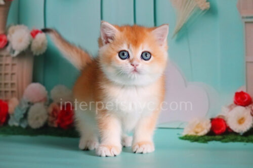 british shorthair