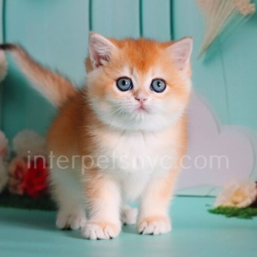 british shorthair