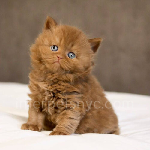 cinnamon british longhair kitten