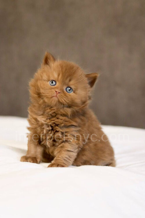 cinnamon british longhair kitten