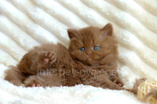 cinnamon british longhair kitten