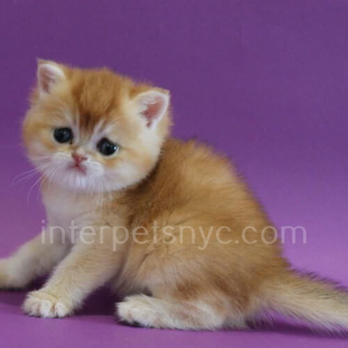 british shorthair