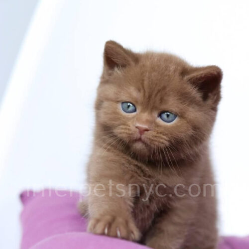 cinnamon british shorthair kitten