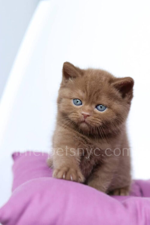 cinnamon british shorthair kitten