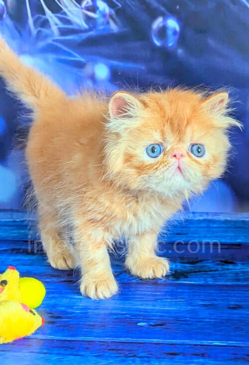 persian kitten