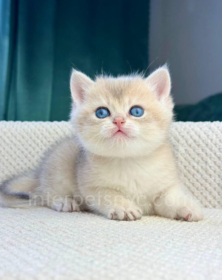 british shorthair kitten for sale