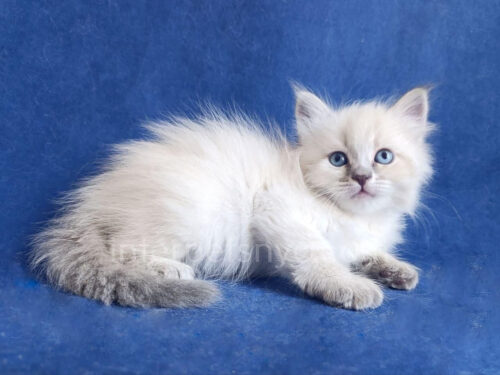 siberian kitten