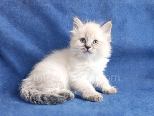 siberian kitten for sale